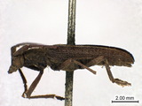 學名:Caraphia lepturoides (Matsushita, 1933)