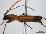 中文種名:黑尾棕天牛學名:Pseudiphra apicale (Schwarzer, 1925)俗名:黑端飴色天牛