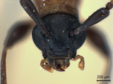 中文種名:黑尾棕天牛學名:Pseudiphra apicale (Schwarzer, 1925)俗名:黑端飴色天牛