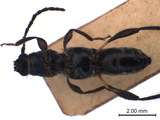 中文種名:疏毛纖角短翅天牛學名:Glaphyra subglabra (Gressitt, 1938)