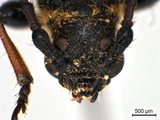 學名:Stenopterus ater ater (Linnaeus, 1767)