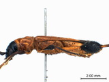 中文種名:蓬萊粗腿短翅天牛學名:Merionoeda (Ocytasia) formosana formosana Heller,1924俗名:台灣粗腿小翅天牛