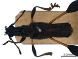 ǦW:Merionoeda (Ocytasia) formosans ab. nigra Matsushita, 1937