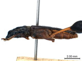 學名:Merionoeda (Ocytasia) formosans ab. nigra Matsushita, 1937
