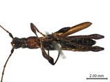 中文種名:恆春粗腿天牛學名:Kurarua constrictipennis Gressitt, 1936俗名:墾丁細翅天牛、墾丁粗腿細天牛