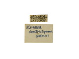 中文種名:恆春粗腿天牛學名:Kurarua constrictipennis Gressitt, 1936俗名:墾丁細翅天牛、墾丁粗腿細天牛