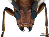 中文種名:蓬萊黑細翅天牛學名:Thranius formosanus Schwarzer, 1925俗名:高砂細翅天牛、蓬萊細翅天牛