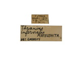 中文種名:條紋細翅天牛學名:Thranius infernalis Matsushita, 1933