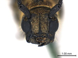 中文種名:條紋細翅天牛學名:Thranius infernalis Matsushita, 1933