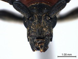 中文種名:胸紋紙翅焰天牛學名:Erythrus formosanus Bates, 1866俗名:高砂紅天牛、蓬萊紅天牛、蓬萊焰天牛