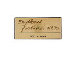 中文種名:福晉氏紙翅焰天牛學名:Erythrus fortunei White, 1853俗名:弧斑紅天牛