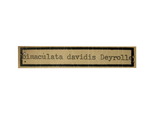 學名:Embrikstrandia davidis (Deyrolle, 1878)