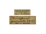 學名:Chelidonium quadricolle (Bates, 1884)