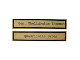 學名:Chelidonium quadricolle (Bates, 1884)