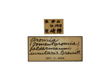 學名:Aromia (Tomentaromia) faldermannii insularis Gressitt, 1936