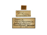 學名:Aromia (Tomentaromia) faldermannii insularis Gressitt, 1936