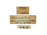 學名:Chloridolum accensum (Newman, 1842)