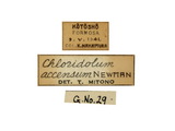 學名:Chloridolum accensum (Newman, 1842)
