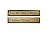 學名:Chloridolum thomsoni (Pascoe, 1869)
