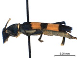 中文種名:多帶天牛學名:Polyzonus fasciatus (Fabricius, 1781)