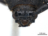 ǦW:Ropalopus signaticollis Solsky, 1872