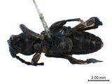 學名:Ropalopus signaticollis Solsky, 1872