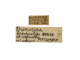 學名:Pronocera sibirica (Gebler, 1848)