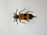 ǦW:Semanotus bifasciatus bifasciatus Motschulsky, 1875