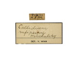 學名:Callidiellum rufipenne (Motschulsky, 1860)