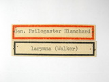 學名:Austeucharis larymna (Walker, 1846)