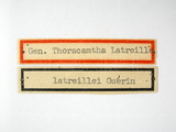學名:Galearia latreillii (Guerin-Meneville, 1838)