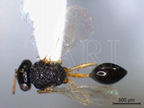 ǦW:Gollumiella antennata (Gahan, 1940)