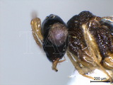 學名:Gollumiella longipetiolata Hedqvist, 1978