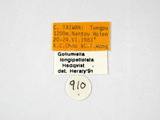 學名:Gollumiella longipetiolata Hedqvist, 1978