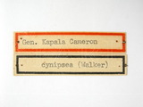 學名:Kapala cynipsea (Walker, 1862)