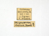 學名:Saccharissa vicina (Masi, 1926)
