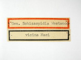 學名:Saccharissa vicina (Masi, 1926)