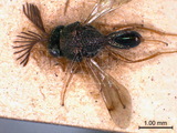 ǦW:Schizaspidia convergens (Walker, 1860)