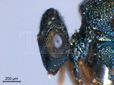 學名:Schizaspidia nasua (Walker, 1846)