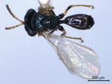 ǦW:Neolosbanus laeviceps (Gahan, 1940)