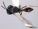 ǦW:Neolosbanus palgravei (Girault, 1922)