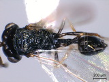 學名:Neolosbanus palgravei (Girault, 1922)