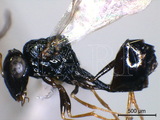 學名:Neolosbanus palgravei (Girault, 1922)