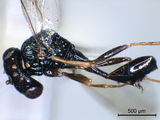 學名:Neolosbanus purpureoventris (Cameron, 1909)