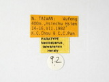 學名:Neolosbanus taiwanensis Heraty, 1994