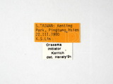 學名:Orasema initiator Kerrich, 1963