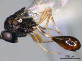 學名:Stilbula polyrachicida (Wheeler & Wheeler, 1924)