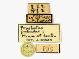 學名:Aprostocetus fukutai Miwa et Sonan, 1935