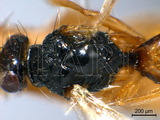 學名:Euplectrus taiwanus Sonan, 1942