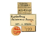 學名:Euplectrus taiwanus Sonan, 1942